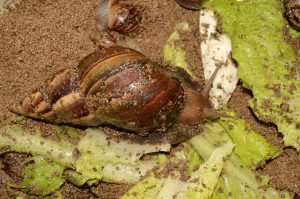 giant african land snail eating