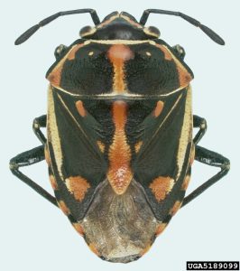 Bagrada bug insect