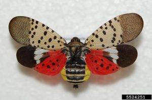 Spotted lanternfly insect