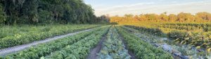 farm at sunset with rows of greens