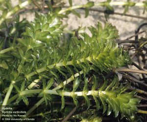hydrilla