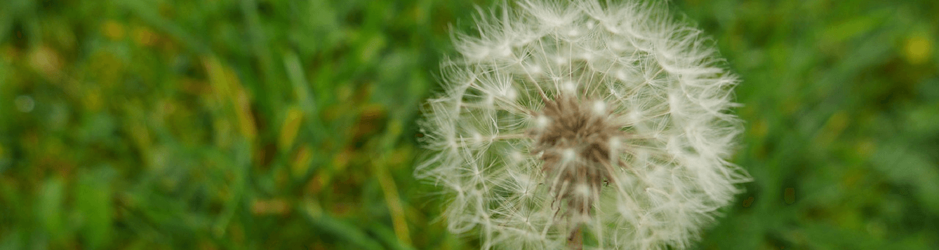 herbicides and cultural practices can take care of weeds like this dandelion