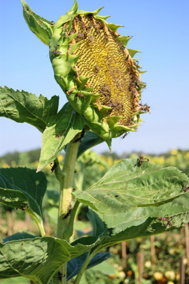 sunflower ipm