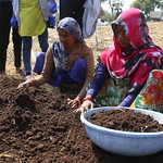 women kneeling in front of a compost pile.