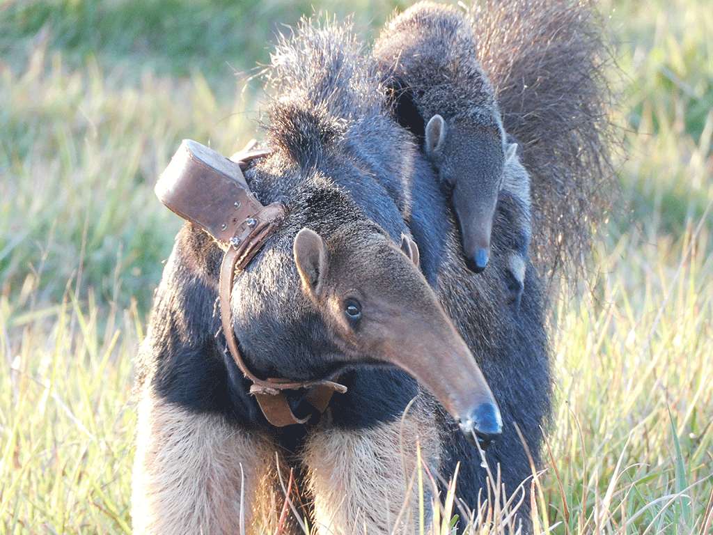 A female giant anteater carries her offspring on her back