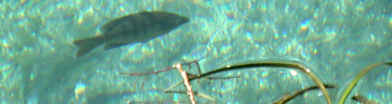 fish swimming in Silver Springs