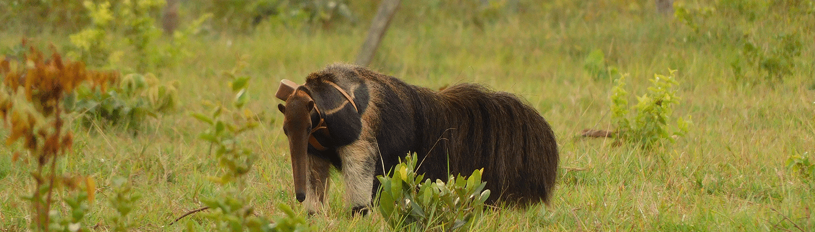giant anteater in field