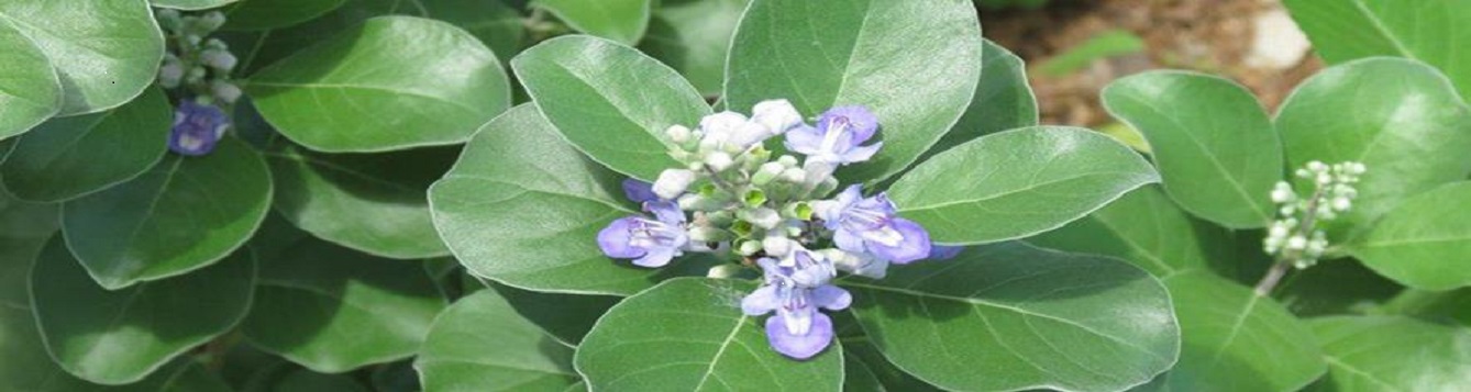 beach vitex