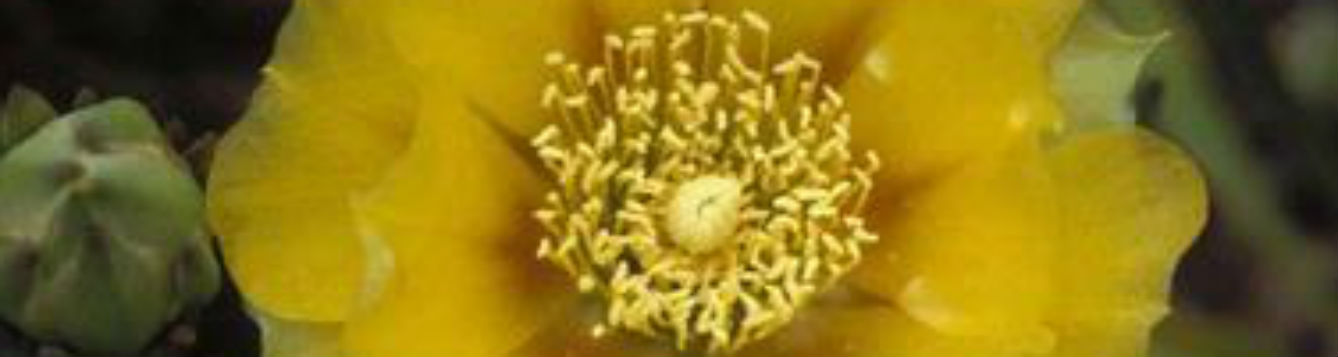 prickly pear_ flower