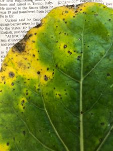Cercospora leaf spot