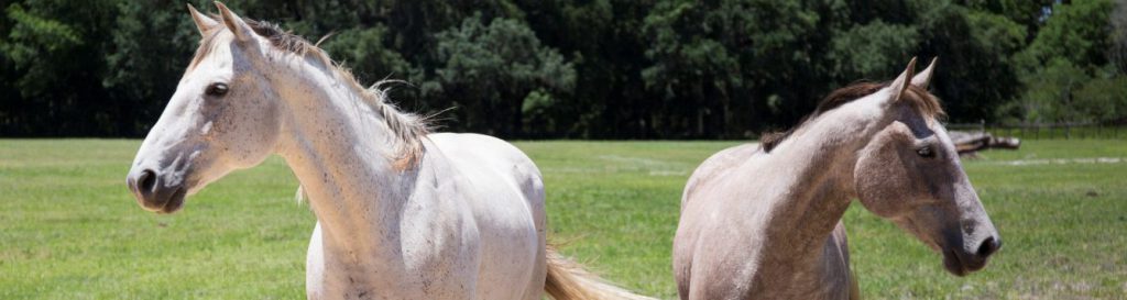 Two horses in a pasture