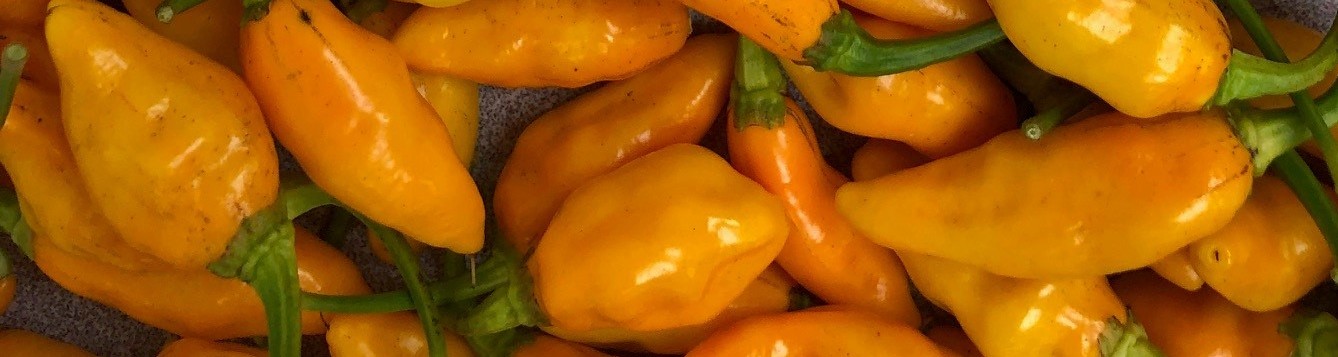 Datil peppers