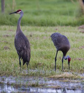 Sandhill Cranes feeding