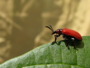Air_potato_leaf_beetle