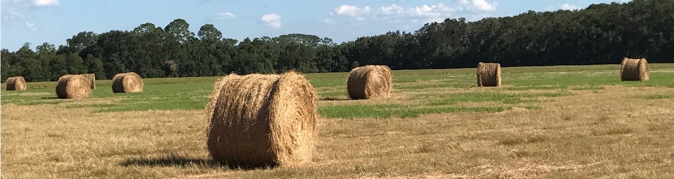 Round hay bales in a field