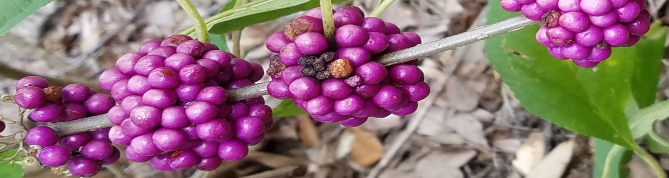 beautyberry