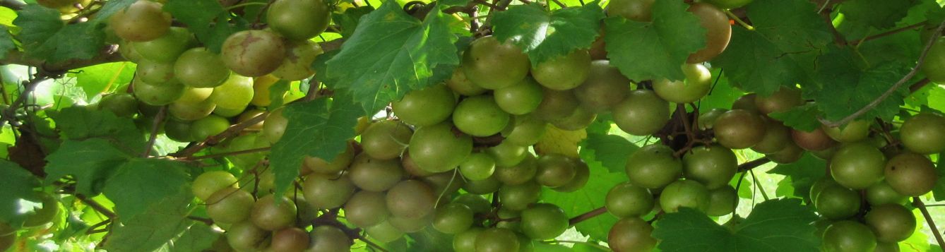muscadine