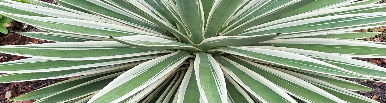 yucca