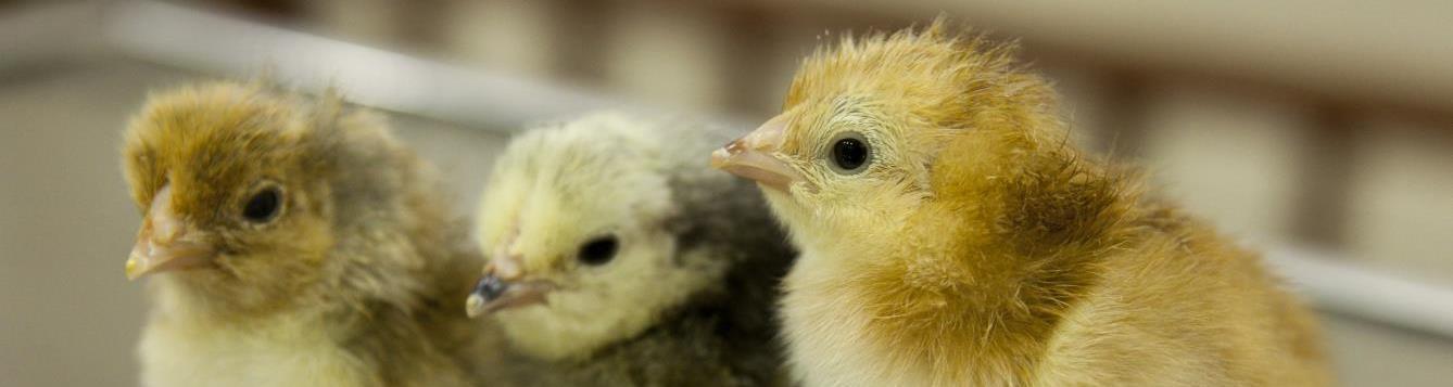 3 yellow baby chicks