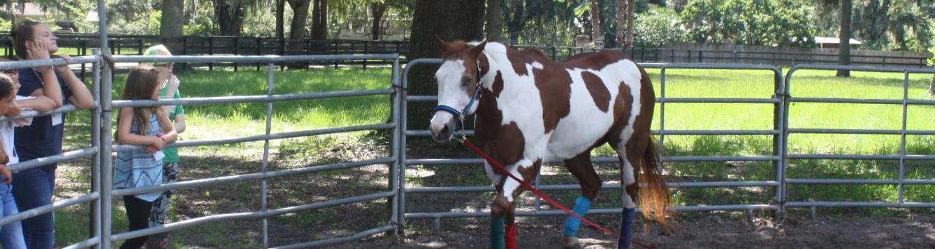 Youth watching horse trot by them