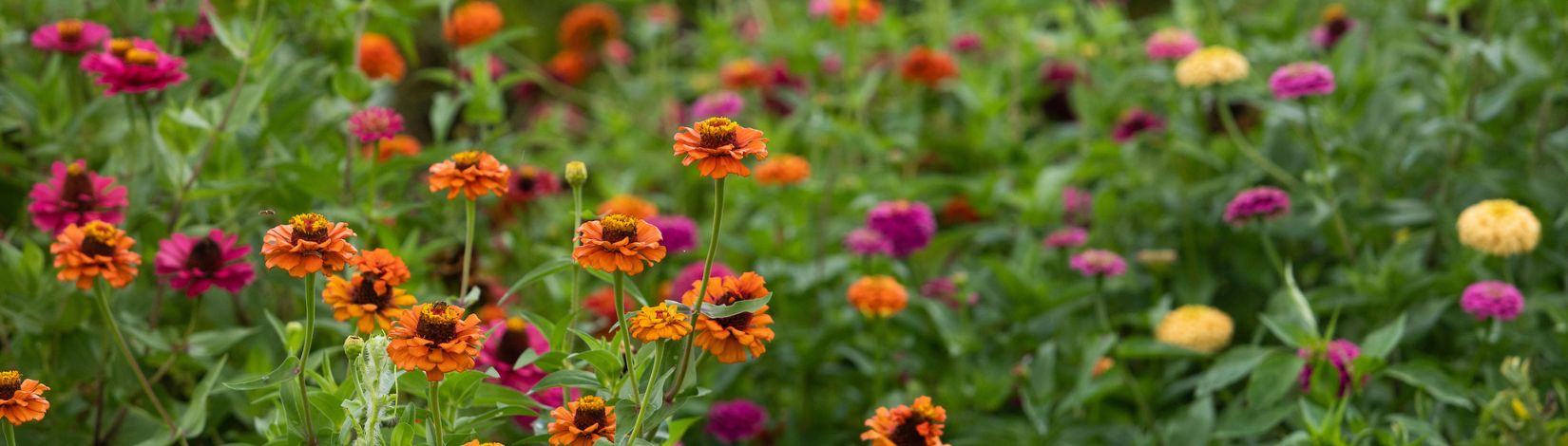 Flowers growing in a garden.