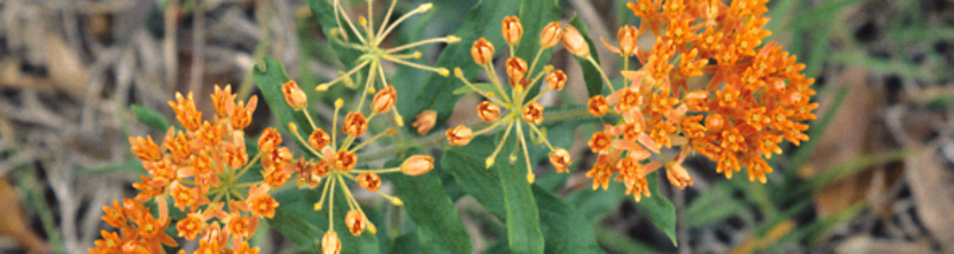 native milkweed
