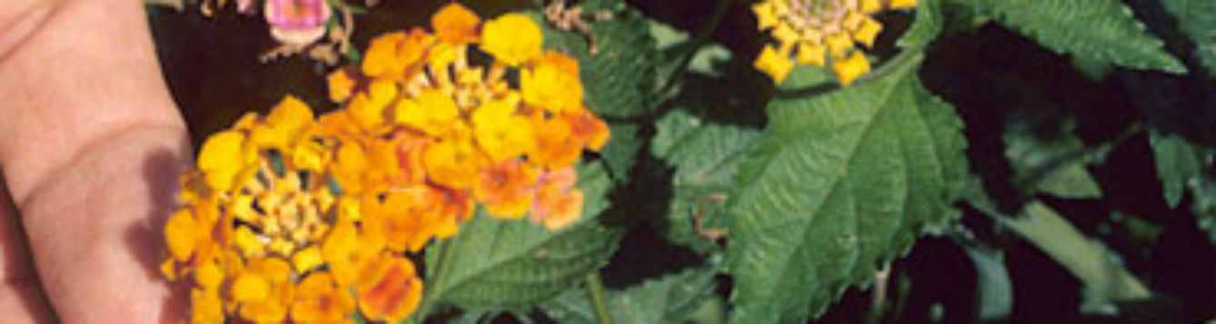 lantana