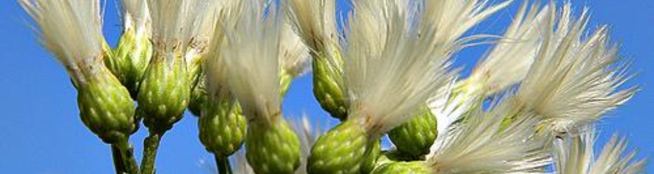 Baccharis halimifolia