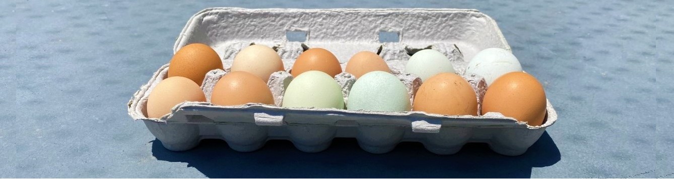 Various colored chicken eggs in a carton