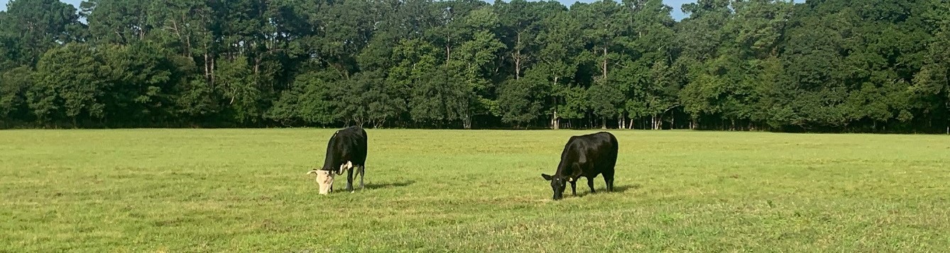 cows grazing