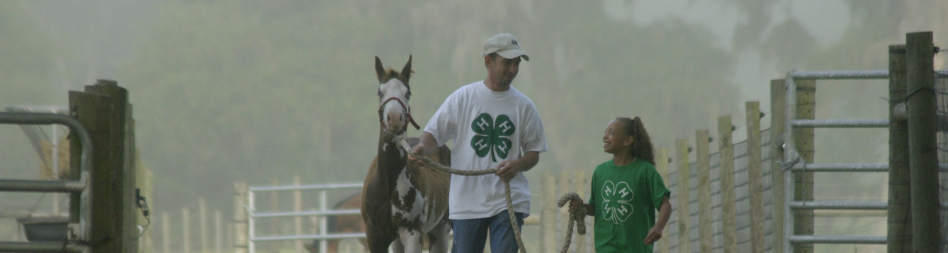 Adult walking horse with girl