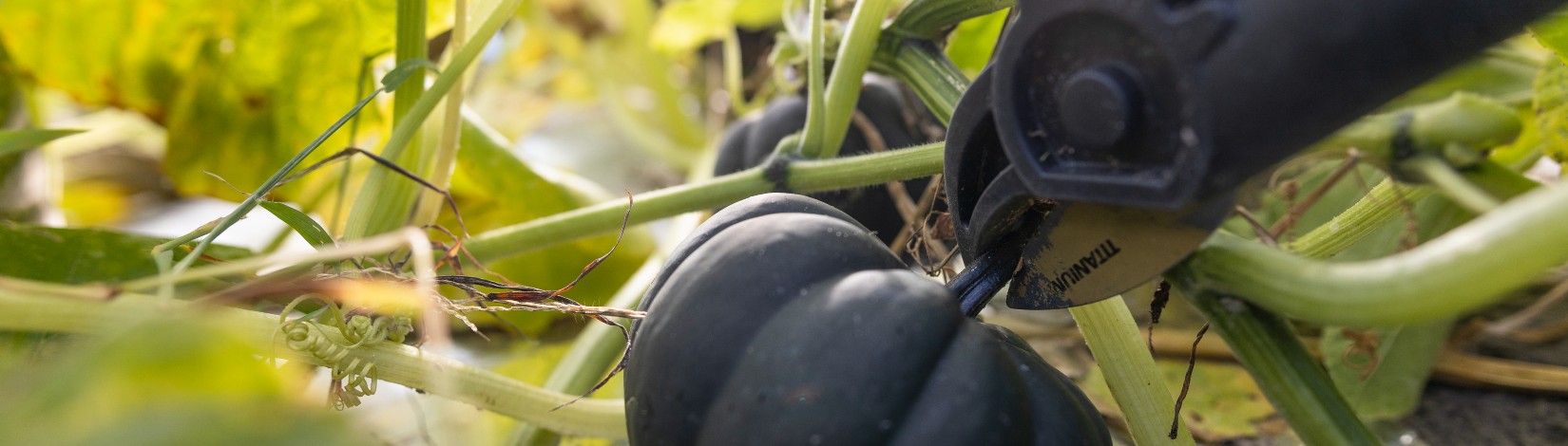 A pumpkin being cut from the vine.