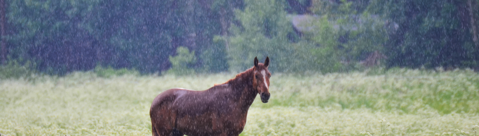 horse in a field while it's raining
