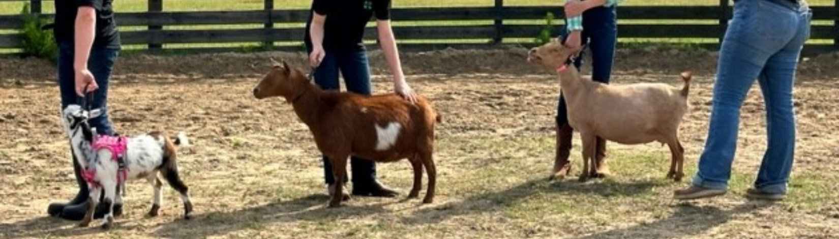 3 children exhibiting 3 goats