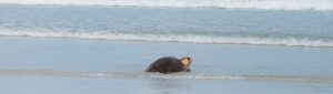 A rescued and rehabilitated sea turtle makes it's way back to sea during a public release.