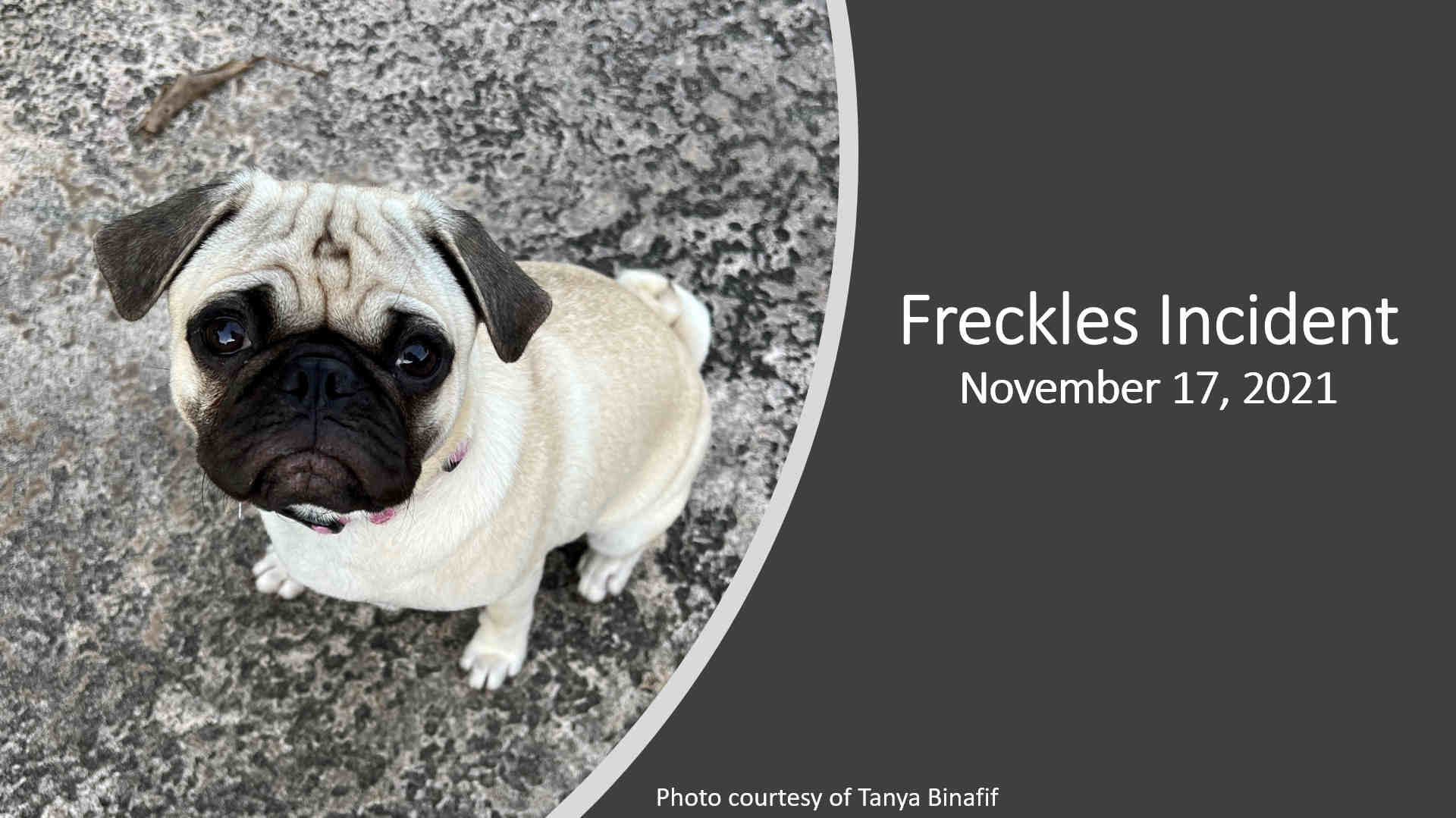Meet Freckles the Pug