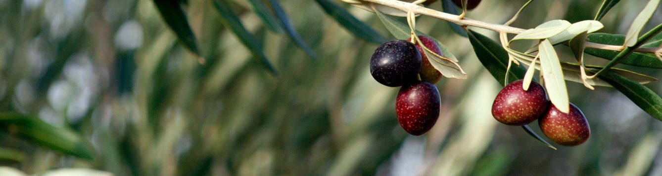 growing-olive-tree-in-florida-uf-ifas-extension-st-lucie-county