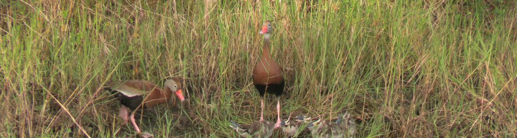 Whistling Ducks
