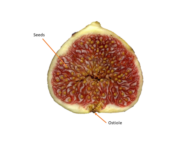 Are Figs Pollinated by Wasp? UF/IFAS Extension St. Lucie County