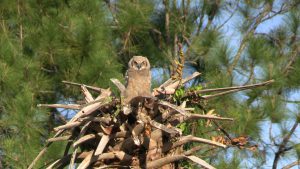 Great Horned Owlet feathers are already darkening on March 17 2023