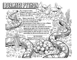 Burmese Python Coloring Page