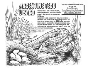 Argentinian Black and White Tegu Lizard