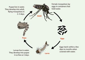 CDC Mosquito Lifecycle Infographic