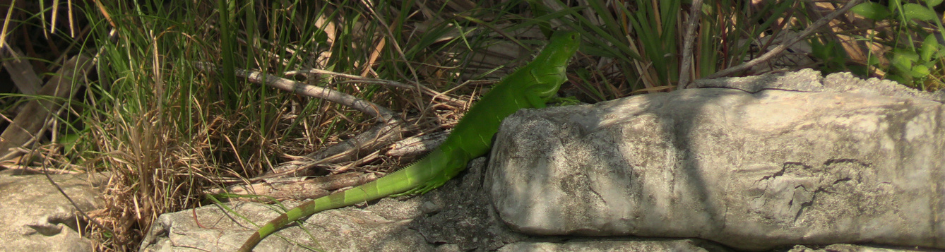 Iguana