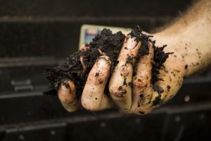 Handful of soil and earthworms.