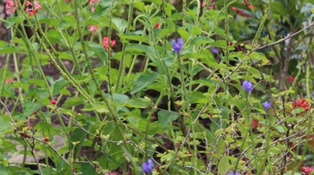 Effects of Drought on the Landscape