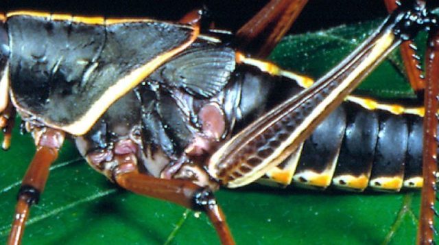 Eastern Lubber Grasshoppers