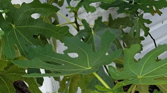 Growing Fig Tree in Florida and the challenges