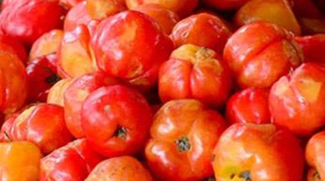 Barbados Cherry Pest : Leaffooted Bug