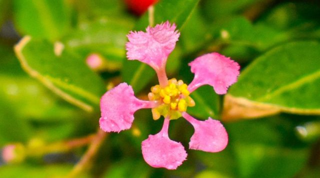Growing Barbados Cherry in Florida